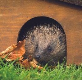 Housebuilders provide biodiversity enhancements for wildlife in Oxfordshire housing development